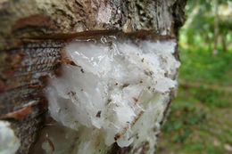 Elemi.jpg