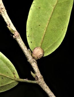 Ficus pallescens.jpg