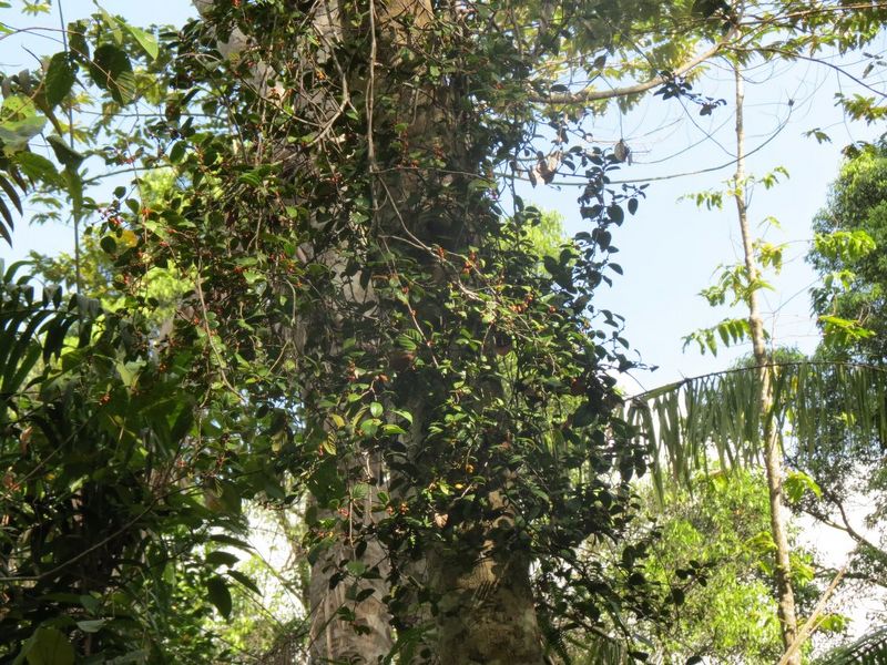 Archivo:Ficus trichocarpa.jpg