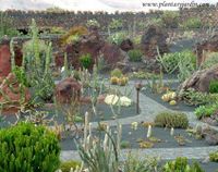 Jardín de cactus en Lanzarote (España)