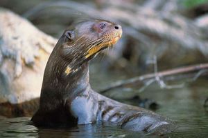 Nutria del Congo.jpg
