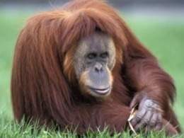 Orangután.jpg