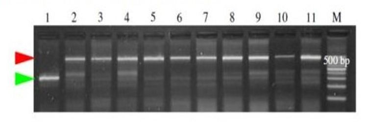 Los productos de PCR visualizados en geles de agarosa al 2% teñidos con Bromuro de Etidio. La flecha roja marca el fragmento de 930pb perteneciente al alelo normal Wx-D1a (línea 1), la punta de flecha verde marca el fragmento de 342pb perteneciente a la variante alélica nula Wx-D1b (líneas 2 a 11) (Vanzetti et al., 2009).