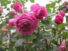 Rosa centifolia.jpg