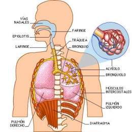 Sistema respiratorio.jpg