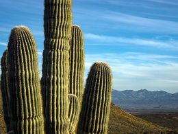 A saguaro.jpg