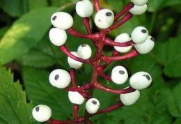 Berry Blanca.jpg