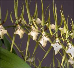Brassia-rex.jpg
