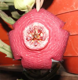 Cactus Stapelia.jpeg