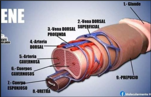 Arteria profunda del pene EcuRed