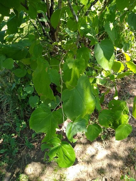 Archivo:Croton fantzianus 2.jpeg