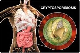 Cryptosporidium parvum (Protozoo).jpg
