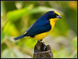 Fruterito de pico g.jpeg