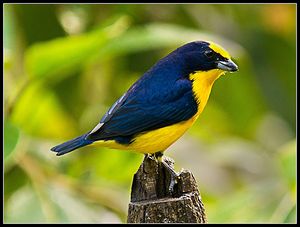 Fruterito de pico g.jpeg