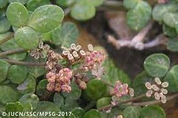 Naufraga baleárica EcuRed