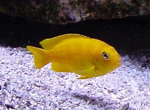 Pseudotropheus saulosi hembra.JPG