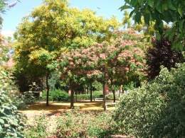 Acacia constan.jpg