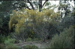 Acacia merinthophora.jpg