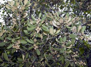 Avicennia rumphiana.jpeg