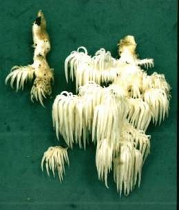 Barron hericium americanum.jpg