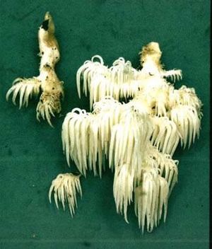 Barron hericium americanum.jpg