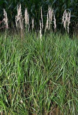 Calamagrostis canescens.jpg