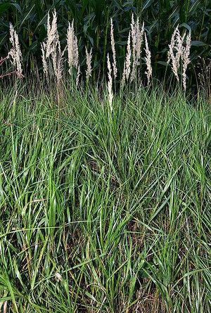 Calamagrostis canescens.jpg