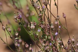 Campanula angustiflora.jpeg