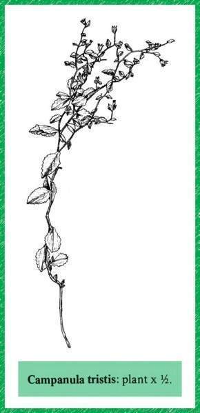 Archivo:Campanula tristis.jpg