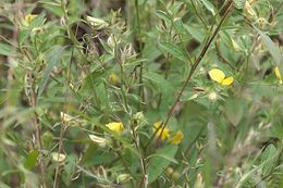 Crotalaria calycina.jpg
