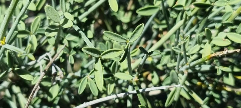 Archivo:Crotalaria lebeckioides 2.jpeg