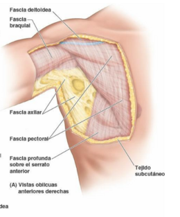 Fascia.PNG