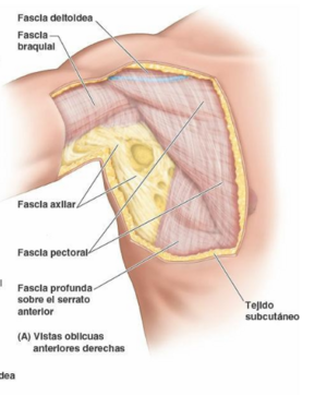Fascia.PNG