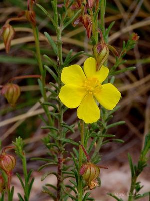 Fumana ericoides.jpg