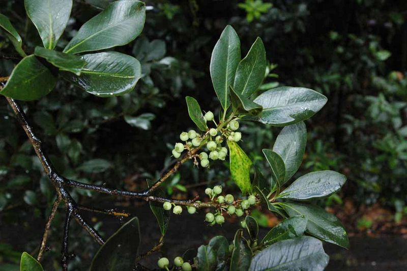 Archivo:Heberdenia excelsa.jpg