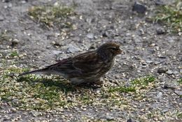 Pardillo piquigualdo.JPG