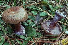 Purpurascens.jpg