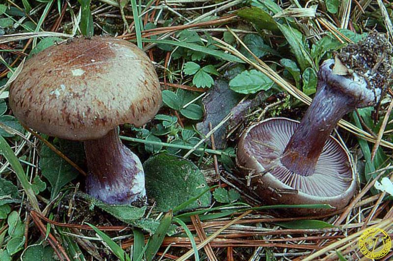 Archivo:Purpurascens.jpg
