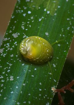 Smaragdia viridis.jpg