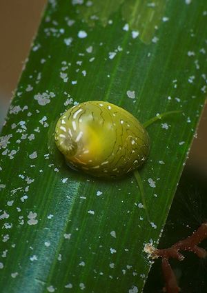 Smaragdia viridis.jpg