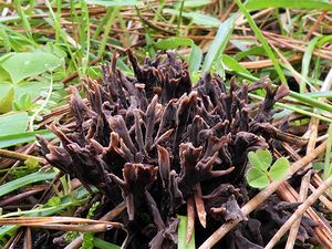 Thelephora palmata.jpg