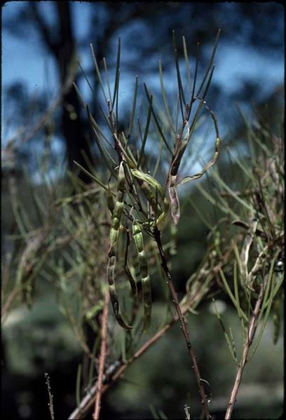 Archivo:Acacia elongata 6.jpg