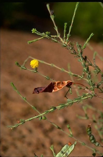 Archivo:Acacia galioides.jpg