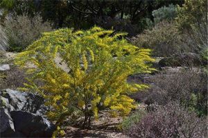 Acacia kybeanensis.jpg