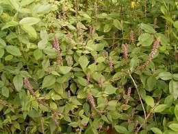 Achyranthes aspera.jpg