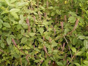 Achyranthes aspera.jpg