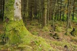 Bosque celedonio.jpg