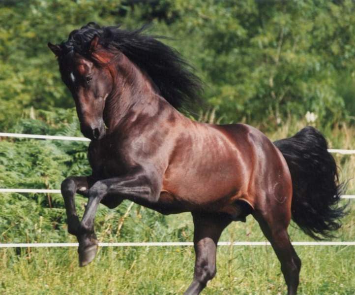 Archivo:Caballo.jpg