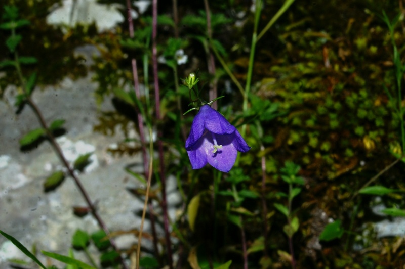 Archivo:Campanula justiniana flor.JPG