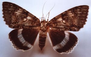 Catocala fraxini.JPG